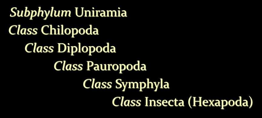 Uniramia: 1 ζεύγος κεραιών Μη αρθρωτές γνάθοι Μονοσχιδή εξαρτήματα Subphylum Uniramia Class Chilopoda