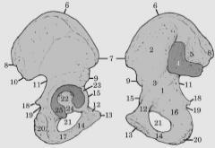 ΑΝΑΤΟΜΙΑ Ανώνυμο οστό 5 5 1. Λαγόνιο οστό 2. Ισχιακό οστό 3. Ηβικό οστό 4. Ωτοειδής επιφάνεια άρθρωση με ιερό 7 9 16 10 1 2 3 15 6 8 20 11 12 19 13 8 12 1 14 10 5. Λαγόνια ακρολοφία 6.