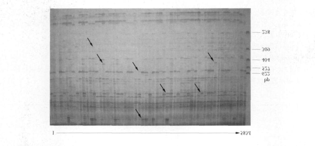 12 : SRAP 1839 112 SRAP2PCR SRAP Ferriol (2003) Budak (2004), 8(ME) 11 ( EM ) 88 5 DNA, 88, 113 PCR PCRB IOMETRA Tgradient PCR () Ferriol ( 2003) 20 L : 1017 L, Buffer 3 L, dntps 2 L ( 215 mmol L - 1