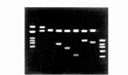 4 : 493 COC16629 (Fig 4) 2 5 PEG2 1 mgπml, PAGE 100 kd, (Fig 5) Fig 2 1 % Agarose gel eletrophoresis of cloned vector digested with EcoR, Nco, BamH, Sac, Sma, respectively 1 :Molecular weight markers