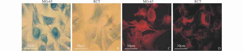 2 : Rg1 MG263 Prohibitin 185 Fig.