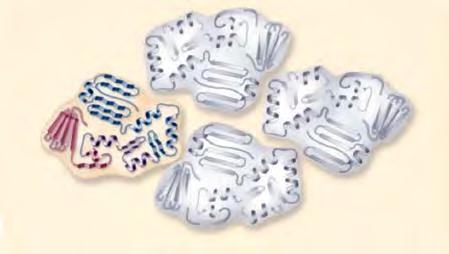 شكل 20 ساختار چهارم پروتئين ها نقش پروتئین ها پروتئينها متنوعترين گروه ملكولهاي زيستي از نظر ساختار شيميايي و عملكردي هستند.