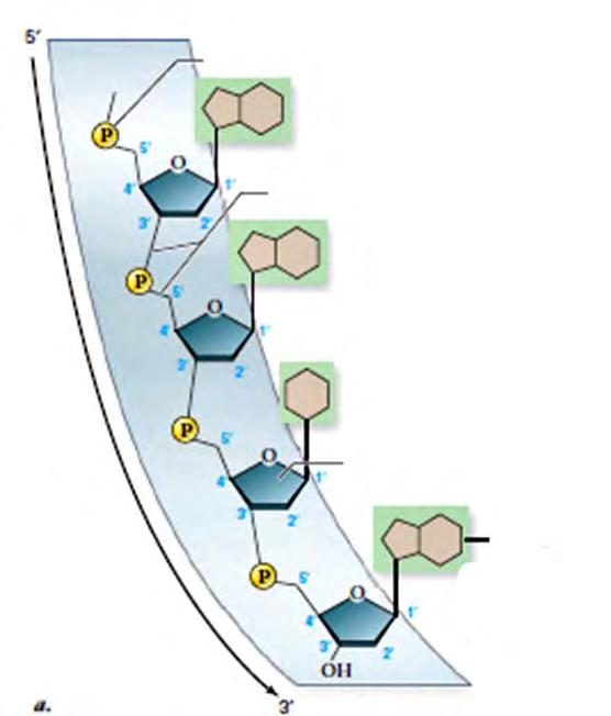 در پيوند فسفودياستر فسفات يك نوكلئوتيد به هيدروكسيل قند نوكلئوتيد ديگر متصل ميشوند.