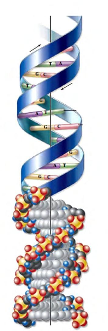 پلههاي اين نردبان نيز بازهاي آلي متصل به قند هستند كه هر كدام با باز آلي رشته ديگر پيوند هيدروژني تشكيل ميدهند.