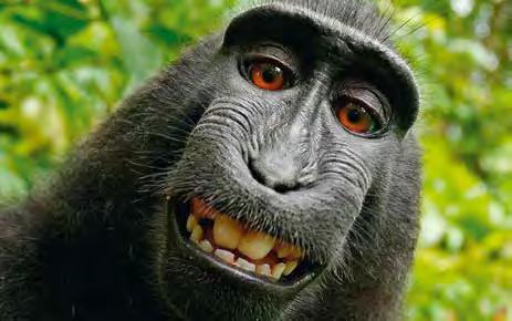 ΙΣΤΟΡΙΕΣ ΟΔΟΝΤΙΑΤΡΕΙΟΥ Selfie monkey Αναδημοσίευση από εφημ. ΚΑΘΗΜΕΡΙΝΗ / ΚΟΣΜΟΣ 09.08.