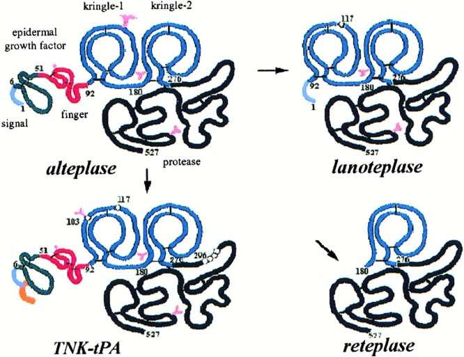 Molecular structure of alteplase, reteplase, and TNK-tPA.