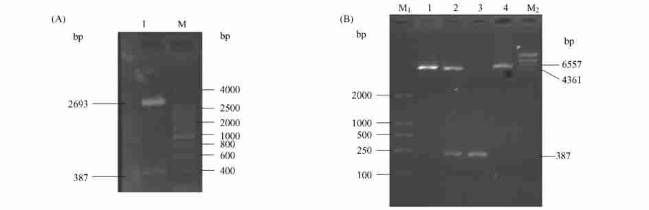 2 Agarose gel analysis of human ubiquitin252 amino acid fusion protein( UBA52) RT2PCR Ten microlitres of UBA52 RT2PCR products were visualized by electrophoresis using 2 % agarose gels staining with