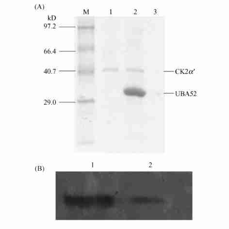 coli BL21 (DE3) respectively. induced with 0. 8 mmolπl E. coli BL21 (DE3) cells were lysed after being IPTG for 0, 4 hours and then analyzed by 12 % SDS2PAGE.