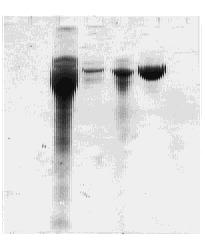 212 trna Leu 405 1000 m l trna A 2 rg, trna ; ph (ph 7 8), trna ; IPT G 015 mm o lgl,, 100 Λgg m l, ph 710 2 YT, A 680 018 015 mm o lgl IPT G,,,,M T 2L eu1 M T 2L eu2 trna 1 158 pm o l ( A 260 ) 1039