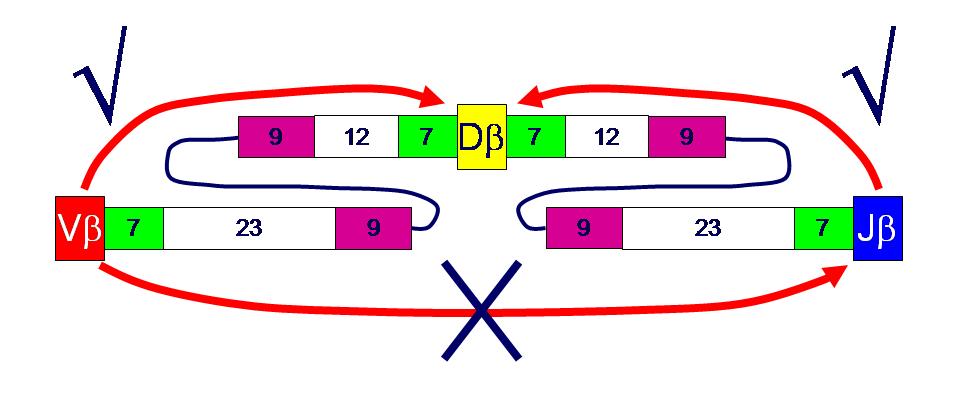 RSS με spacer 23 bp. Έτσι διασφαλίζεται η σύνδεση των γονιδίων TRBV μόνο με τα γονίδια TRBJ και όχι με τις σταθερές περιοχές TRBC.