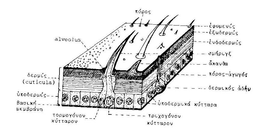 Αποτελείται από 3-4 επιμέρους