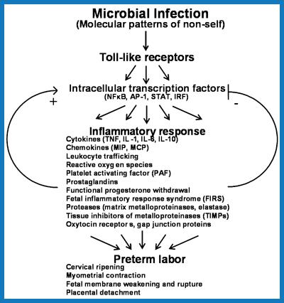 Εικόνα 4. Σχηματική απεικόνιση του μηχανισμού μικροβιακής λοίμωξης με συνεπακόλουθο τον πρόωρο τοκετό 81. 1.6.