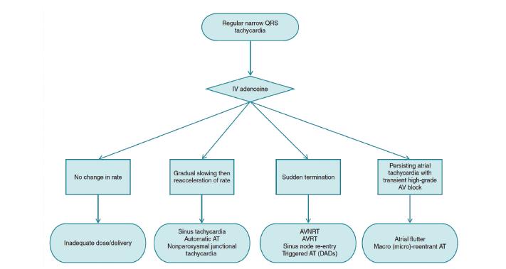 Responses of Narrow Complex Tachycardias to Adenosine EHRA position paper.