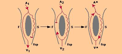 Assess VA interval during SVT Short VA