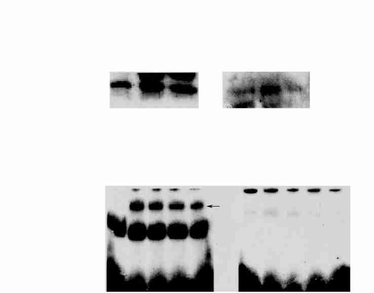 1 : PD 098059 IL 26 M 1 117 (F ig. 1, 2), IL 26 JA K2STA T s R asg M A PK, IL 26 STA T 3, N F2IL 6 IL 26 (F ig. 1) F ig.