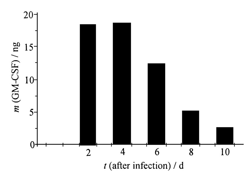 Hep22 cells 48 hours after infection with medium alone (A),Ad2GFP(B) or BB2 102 (C) 213 BB2102 p53 GM2CSF B721 BB2102 p53 Hep22, Fig 3 Ad2GFP ; BB2102,BB2102 p53 Hep22 BB2102 Hep22, ELISA GM2CSF Fig