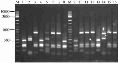 :.Π (2007) 47 (4) 651 PCR 117 kb 126, 7116 % PCR, Af a Msp,3 %, RFLP ( 3), 16S rdna 12 RFLP (C), : C = [1 - ( n1πn) ] 100, N, n 1 16S rdna 9015 %, 9015 %, 16S rdna 3 RFLP Fig.