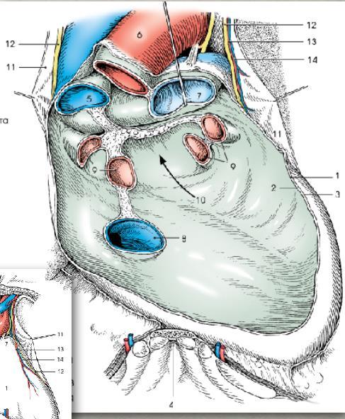 ΠΕΡΙΚΑΡΔΙΟ Περικάρδιο Περιβάλλει την καρδιά και τμήματα μεγάλων αγγείων στη βάση της