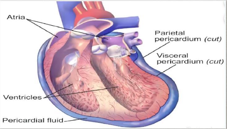 ενώνεται με την καρδιά Ορώδες: διπέταλο κλειστό σύστημα μέσα στο ινώδες περικάρδιο Το ορώδες