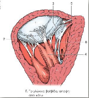 Καρδιακες βαλβιδες Κολποκοιλιακές βαλβίδες 1. Τριγλώχινα 2.
