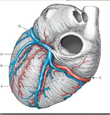 ΑΓΓΕΙΩΣΗ ΤΗΣ ΚΑΡΔΙΑΣ Στεφανιαία αγγεία: Παροχή αίματος στην ίδια την καρδιά