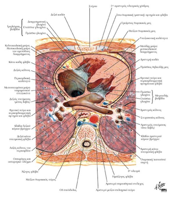 διάφραγμα Πρόσθια: οπίσθια επιφάνεια του στέρνου Οπίσθια: πρόσθια επιφάνεια θωρακικής μοίρας