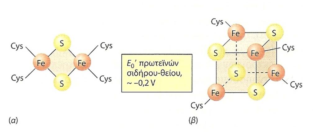 Στη μεταφορά ηλεκτρονίων συμμετέχουν και μη αιμικές σιδηροθειούχες πρωτεΐνες, όπου απαντούν διάφορες διατάξεις σιδήρου-θείου (συνηθέστερες είναι οι Fe 2 S 2 και Fe 4 S 4 ).