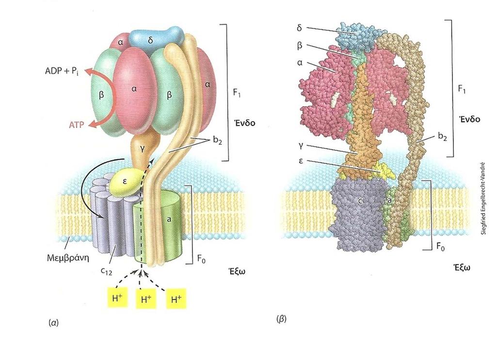 Η σύνθεση του ΑΤΡ πραγματοποιείται από ένα μεγάλο ενζυμικό σύμπλοκο της μεμβράνης, την συνθάση ΑΤΡ ή