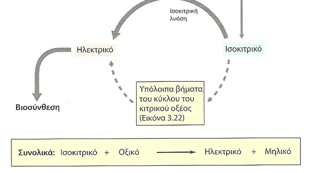 Ο κύκλος του γλυοξυλικού οξέος Σχ.