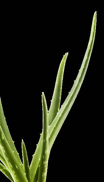 25% ΕΚΠΤΩΣΗ ΜΕ ΤΟ ΣΕΤ Aloe Vera Επανορθωτική Κρέμα Ποδιών Σετ 2 τεμ.