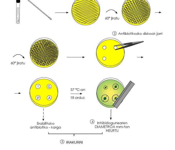 Antibiograma. Bakterioaren kultura inkubatzen den bitartean, antibiotikoa iragazki-paperetik agarrera zabalduko da.