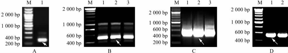 218 Genomics and Applied Biology www.genoapplbiol.org 4 15 min pmd18 T (E. 500 μl 10 min 12 000 g 4 cdna Promega RT-PCR coli) TOP10 PCR 10 min 1 ml 75% 7 500 g 4 5 min 100 μl DEPC-ddH 2 O 2 28S 18S 2.