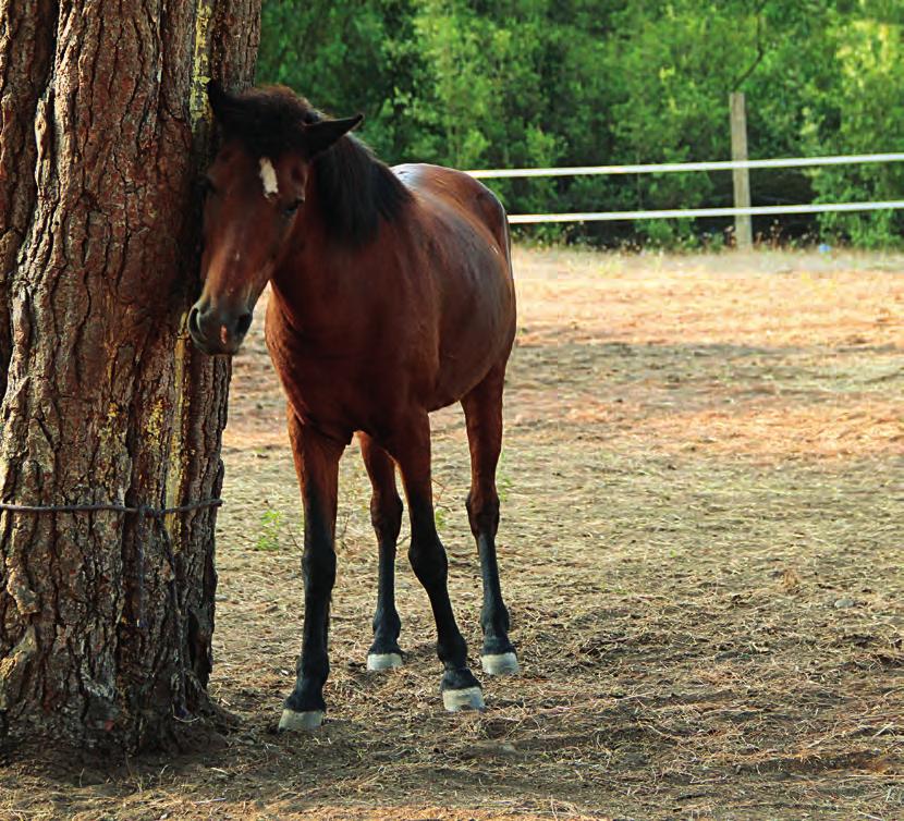 Τσιπίτα, 28 ετών 09 Η Τσιπίτα, είναι το πιο μεγάλο, σε ηλικία, άλογο. Είναι ένα ελληνικό άλογο Πίνδου, 28 ετών. Την γνώρισα όταν ήταν 15 ετών και δεν ξέρω τι έκανε πριν.