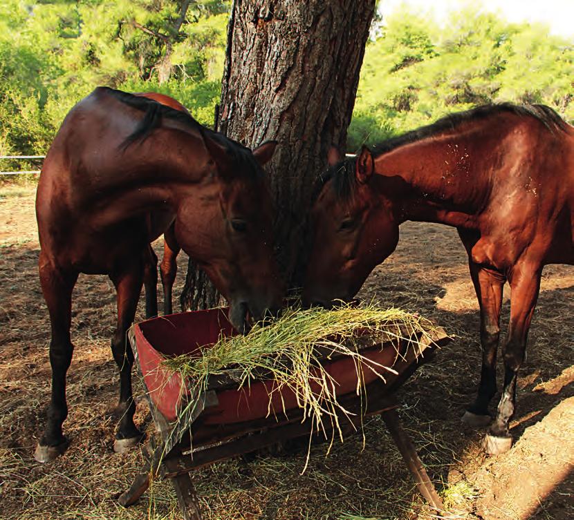 Κασσάνδρα και Σιμούν Δεν είναι καταπιεσμένα άλογα. Τρέχουν πολύ, βόσκουν πολύ, λερώνονται πολύ, κυλιούνται στα χόρτα και τα χώματα.