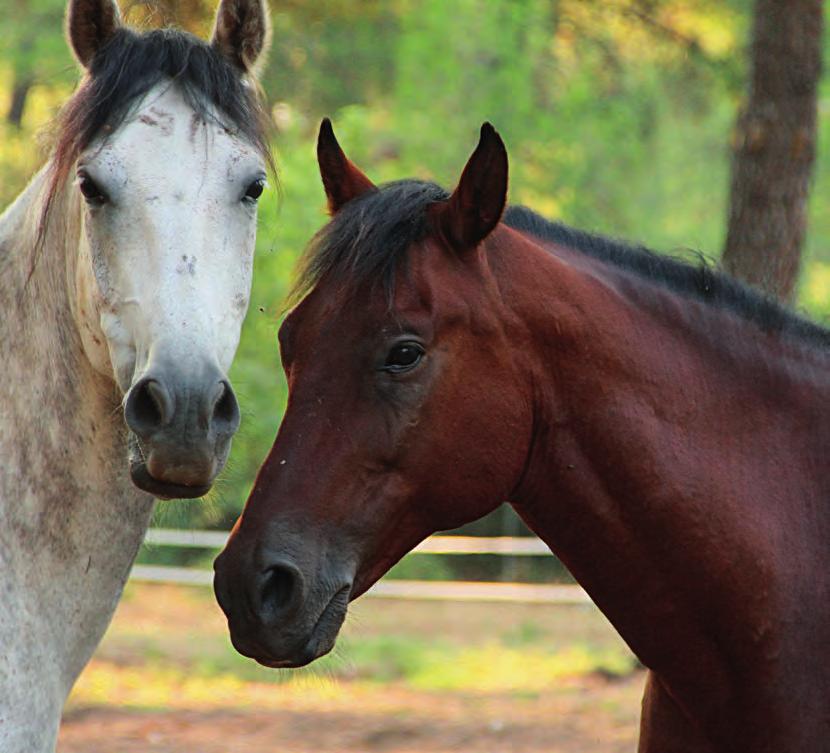 Σιμούν, 15 ετών 02 Ο αρχηγός της αγέλης ονομάζεται Σιμούν (δεξιά) και είναι ένας μονόφθαλμος, ευνουχισμένος επιβήτορας. Είναι αυτός που προσέχει όλα τα άλογα.