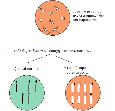 Α. Ιμσιρίδου / Τεχνικές Γενετικής Ανάλυσης νων πλασμιδίων, βακτηριακές αποικίες ήδη μετασχηματισμένων κυττάρων (που φέρουν το πλασμίδιο pbr322) εμβολιάζονται σε τριβλία με υλικό που περιέχει