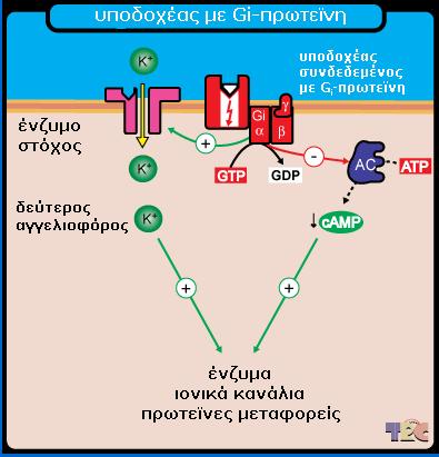 Υποδοχείς συνδεδεµένοι µε G-πρωτεϊνες Υποδοχείς Acetylcholine