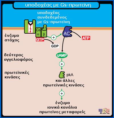 Muscarinic M1,3, and 5 receptors Υποδοχείς Dopamine (D1 and D5)