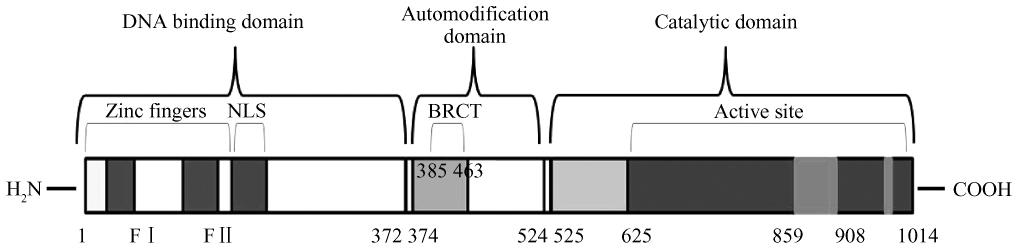 12 28 Fig 2 Structural and functional organization of human PARP-1 human PARP-1 contains three main domains the NH 2 -terminal DNA-binding domain DBD with two zinc fingers Zn I and Zn Ⅱ