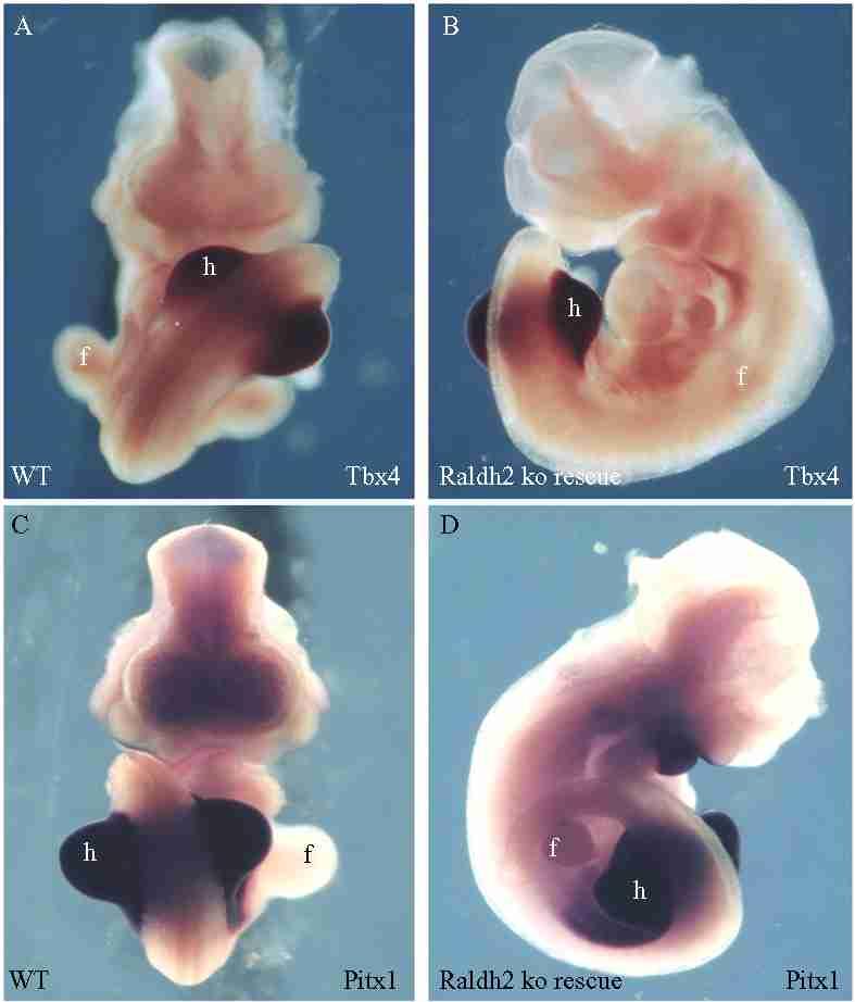 , Tbx4 ( n = 6 of 6) Pitx1 ( n = 5 of 5) WT KO (Fig. 3). Fig.