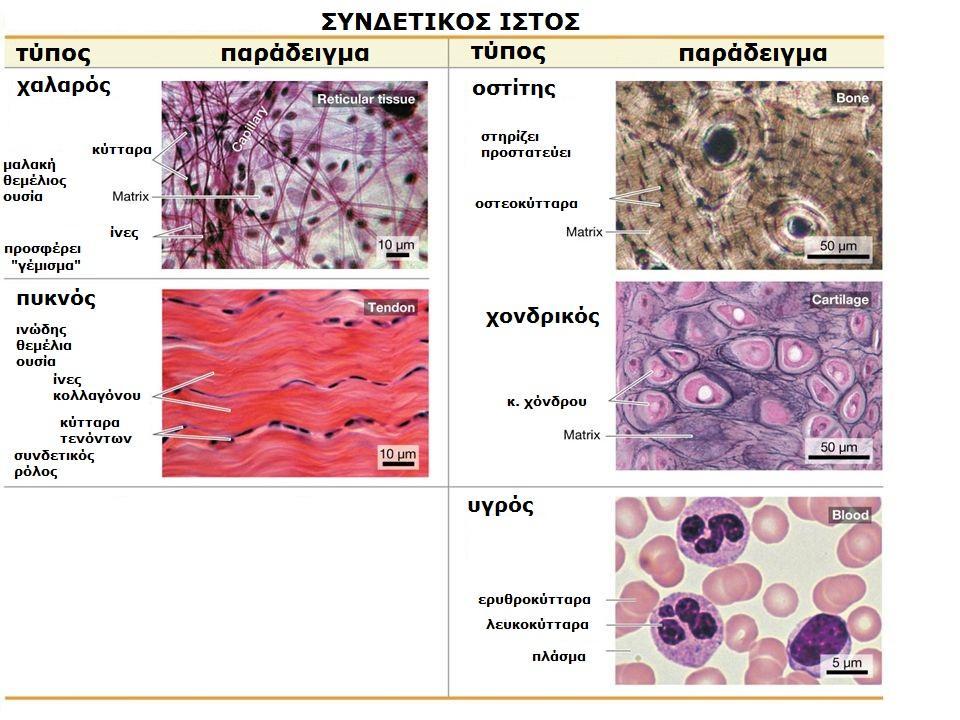 Χαλαρόσ, γεμίηει διαςτιματα μεταξφ δομϊν (μυϊν). Ρεριζχει ινοκ. και λιπωδθ κ.