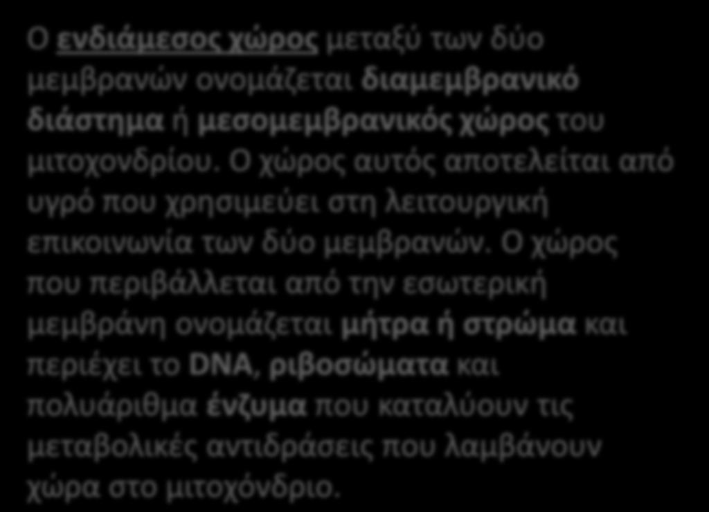Διαςποφν τουσ υδατάνκρακεσ και τα λίπθ, ςυνκζτοντασ μόρια τριφωςφορικισ αδενοςίνθσ (ATP), μζςω