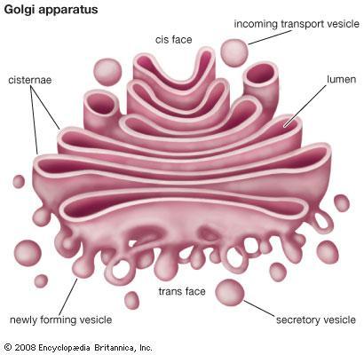 Golgi Tο ςωματιο Golgi αποτελείται από ςτοίβεσ πεπλατυςμζνων μεμβρανικϊν αςκϊν που ςυνδζονται με τθν κυτταροπλαςματικι μεμβράνθ.