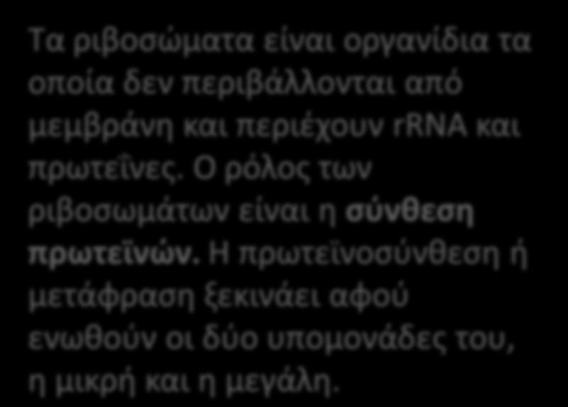 ΙΒΟΣΩΜΑ Τα ριβοςϊματα είναι οργανίδια τα οποία δεν