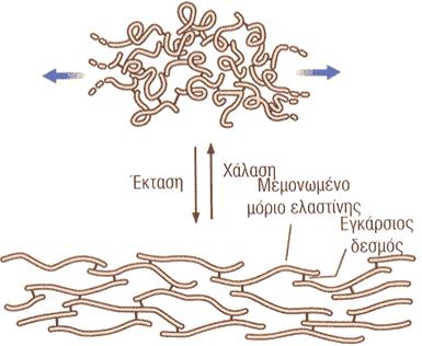 Τα μόρια ελαςτίνθσ ςυνδζονται με ομοιοπολικοφσ δεςμοφσ για να ςχθματίςουν ζνα εκτεταμζνο δίκτυο με εγκάρςιουσ δεςμοφσ.