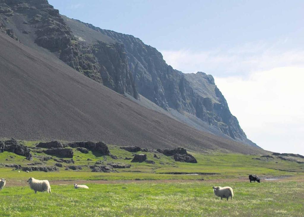 Þorrakálfur Sláturfélags Suðurlands 21 Oddur Árnason verksmiðjustjóri undirbýr smökkun á súrmat.