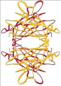 Muscle Nerve