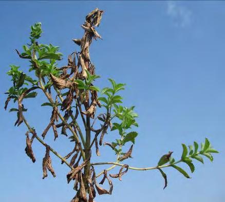 Αδροµύκωση στο φυτό στέβιας στις 27