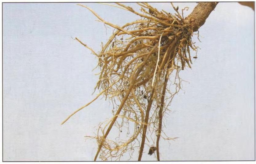 et al, 1980). Σύµφωνα µε τον Taiariol, D.R. (2004) οι κύριες ρίζες συναθροίζονται στην επιφάνεια του εδάφους ενώ οι λεπτότερες σε βαθύτερη ζώνη (Εικόνα 3). 2.3.4 Στέλεχος Εικόνα 3: Ρίζα στέβιας (Λόλας, Π.