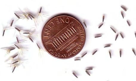 µήκος 3mm. Η αναπαραγωγή σε αυτοφυή φυτά γίνεται κυρίως µέσω σπόρων αλλά η βιωσιµότητα του σπόρου είναι φτωχή και ασταθής (Lester, T., 1999).